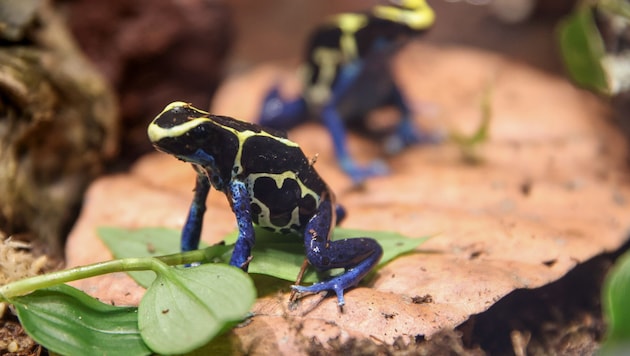 Auch für die Haltung eines Frosches ist ein Nachweis nötig.