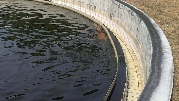 Wie lange der Rehbockl bereits im geklärten Wasser des Beckens geschwommen ist, ist nicht ...