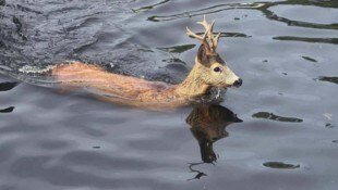 Der junge Rehbock schwamm im Becken der Kläranlage Bad Fischau, Bezirk Wiener Neustadt, um sein ...