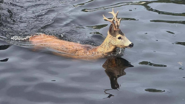 Der junge Rehbock schwamm im Becken der Kläranlage Bad Fischau, Bezirk Wiener Neustadt, um sein ...