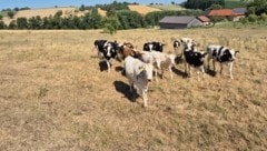 Statt auf grünen Wiesen stehen viele Kühe in Österreich derzeit auf dürren Feldern.