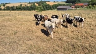 Statt auf grünen Wiesen stehen viele Kühe in Österreich derzeit auf dürren Feldern.