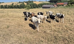 Statt auf grünen Wiesen stehen viele Kühe in Österreich derzeit auf dürren Feldern.