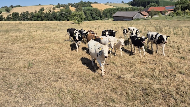 Statt auf grünen Wiesen stehen viele Kühe in Österreich derzeit auf dürren Feldern.