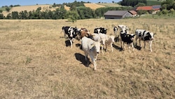 Statt auf grünen Wiesen stehen viele Kühe in Österreich derzeit auf dürren Feldern.
