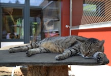 Selbst die sonnenliebenden Vierbeiner bevorzugen bei der Hitze schattige Plätze.