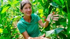 Seit 14 Jahren tüftelt Eveline Adam mit ihrem Team der Saatzucht Gleisdorf an einer Sorte, die ...