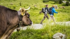 Wer sich im Alpgebiet bewegt, muss Rücksicht nehmen.