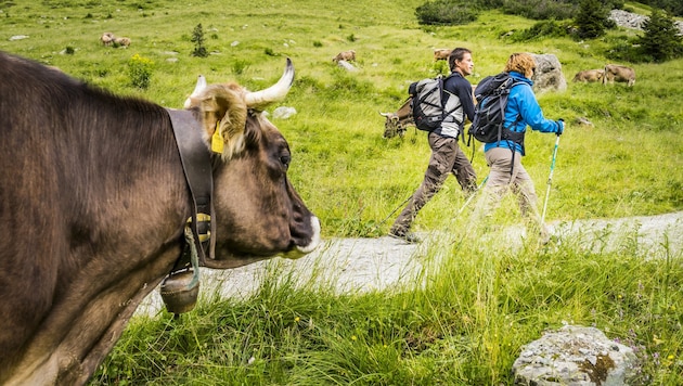 Wer sich im Alpgebiet bewegt, muss Rücksicht nehmen.
