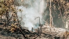 In Tragwein (Oberösterreich) verbrannten am Wochenende rund 2,5 Hektar Wald.