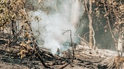 In Tragwein (Oberösterreich) verbrannten am Wochenende rund 2,5 Hektar Wald.