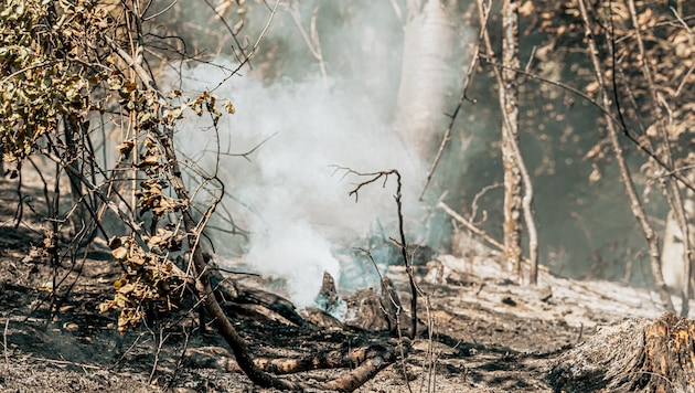 In Tragwein (Oberösterreich) verbrannten am Wochenende rund 2,5 Hektar Wald.