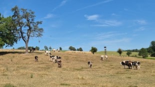 Dramatik auf den Weiden: Die IG-Milch fordert einen Krisenstab, eine nationale Futterbörse und ...