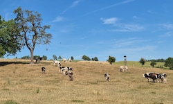 Dramatik auf den Weiden: Die IG-Milch fordert einen Krisenstab, eine nationale Futterbörse und ...