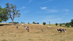 Dramatik auf den Weiden: Die IG-Milch fordert einen Krisenstab, eine nationale Futterbörse und ...