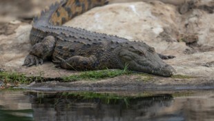 Tierschützer klagten dagegen, Nilkrokodile in den Gefängnisgraben zu setzen.
