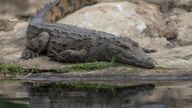 Tierschützer klagten dagegen, Nilkrokodile in den Gefängnisgraben zu setzen.