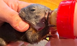 Eichhörnchen „Hazel“ hat großen Hunger
