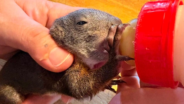 Eichhörnchen „Hazel“ hat großen Hunger