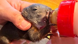 Eichhörnchen „Hazel“ hat großen Hunger