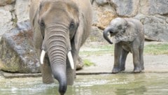 Das herzige Jungtier imitiert das Verhalten erwachsener Tiere.