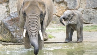 Das herzige Jungtier imitiert das Verhalten erwachsener Tiere.