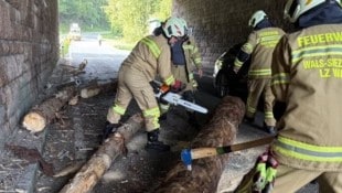 Baumstämme fielen auf die Landesstraße L114.