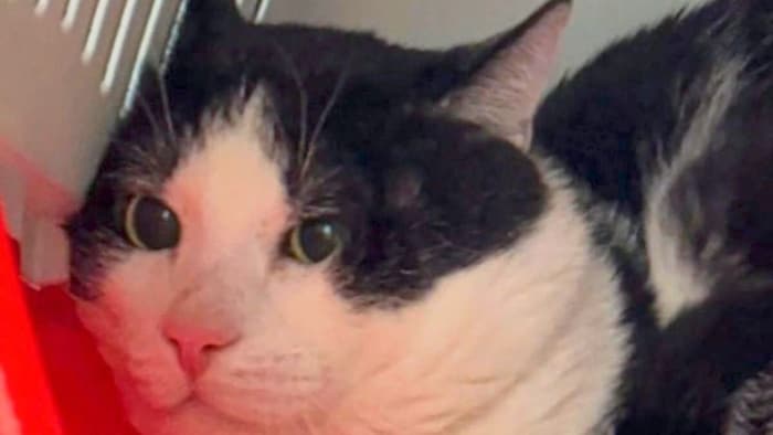 Herzige Katze Kokosnuss