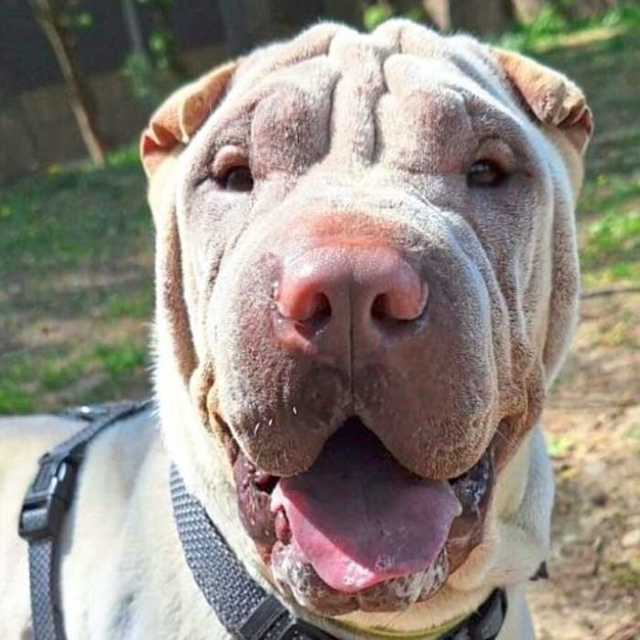 Shar-Pei-Rüde Platon