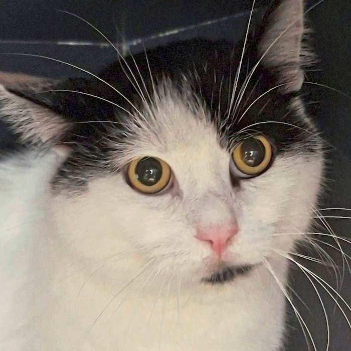 Kater Semmi sucht neues Platzerl