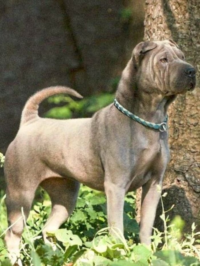 Shar-Pei-Hündin Dea sucht schönes Zuhause