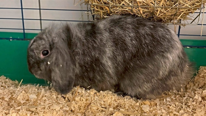 Kaninchen am Grazer Grünanger zugelaufen