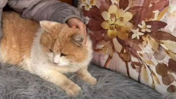 Kater „Schmotzer“ wurde grausam getötet.
