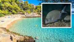 An der Cala Contessa wurden mehrere Badegäste von Fischen – vermutlich Geißbrassen – gebissen. ...