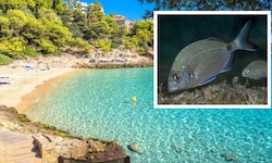 An der Cala Contessa wurden mehrere Badegäste von Fischen – vermutlich Geißbrassen – gebissen. ...