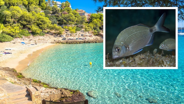 An der Cala Contessa wurden mehrere Badegäste von Fischen – vermutlich Geißbrassen – gebissen. ...