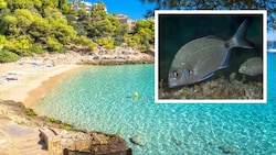 An der Cala Contessa wurden mehrere Badegäste von Fischen – vermutlich Geißbrassen – gebissen. ...