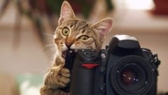 Ihre Katze fühlt sich bei Ihnen tierisch wohl? Dann verewigen Sie den Moment und machen mit! 