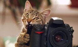 Ihre Katze fühlt sich bei Ihnen tierisch wohl? Dann verewigen Sie den Moment und machen mit! 