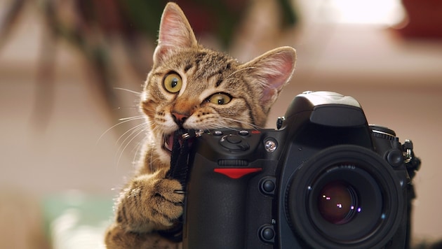 Ihre Katze fühlt sich bei Ihnen tierisch wohl? Dann verewigen Sie den Moment und machen mit!