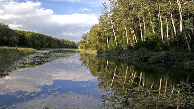 Mir dem „Fluss-Labor“ können die Donau-Auen erforscht werden.