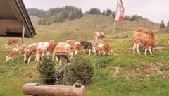 Die Tiere auf der Stubenalm im Tiroler Unterland finden nicht mehr genug Futter, der Brunnen ist ...