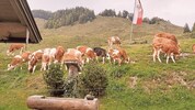 Die Tiere auf der Stubenalm im Tiroler Unterland finden nicht mehr genug Futter, der Brunnen ist ...