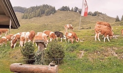Die Tiere auf der Stubenalm im Tiroler Unterland finden nicht mehr genug Futter, der Brunnen ist ...