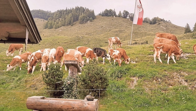 Die Tiere auf der Stubenalm im Tiroler Unterland finden nicht mehr genug Futter, der Brunnen ist ...