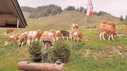 Die Tiere auf der Stubenalm im Tiroler Unterland finden nicht mehr genug Futter, der Brunnen ist ...