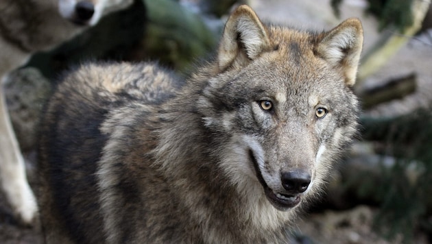 Der Wolf darf nun auch im Wildraum Saalachtal abgeschossen werden.
