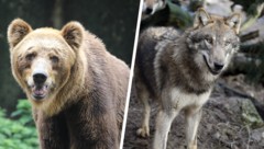 Im Tiroler Bezirk Landeck treiben ein Bär und ein Wolf ihr Unwesen.