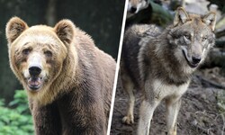 Im Tiroler Bezirk Landeck treiben ein Bär und ein Wolf ihr Unwesen.