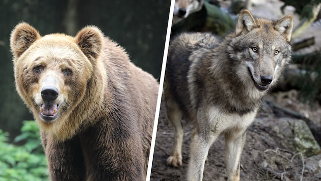 Im Tiroler Bezirk Landeck treiben ein Bär und ein Wolf ihr Unwesen.